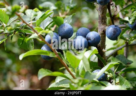 Schlehdorn (Prunus spinosa) in Früchten mit Schlehbeeren. Stockfoto