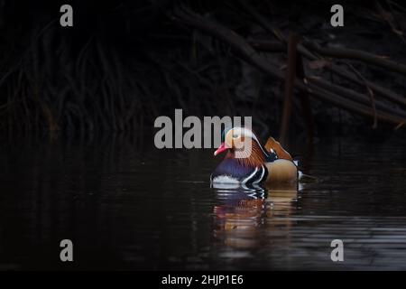 Schöne bunte männliche Mandarinente (Aix galericulata), die im Wasser vor dem Hintergrund der Natur schwimmend ist Stockfoto