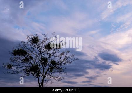 Baum gegen einen bewölkten Himmel bei Sonnenuntergang Stockfoto