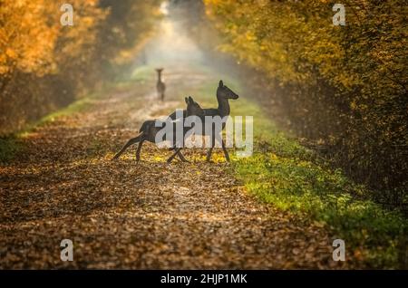 Wilde Hirte (dama dama) im herbstlichen Zaubermorgen, in den Wäldern Rumäniens Stockfoto