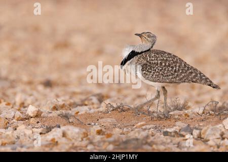 Afrikanische Houbara, Llanos de Tindaya, Furteventura, Canarias, Spanien, Dezember 2021 Stockfoto