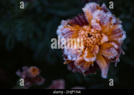 Frost auf einer roten und orangen Ringelblume in einem Hausgarten an einem kalten Herbsttag in Deutschland. Stockfoto