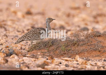 Afrikanische Houbara, Llanos de Tindaya, Furteventura, Canarias, Spanien, Dezember 2021 Stockfoto