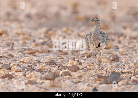 Afrikanische Houbara, Llanos de Tindaya, Furteventura, Canarias, Spanien, Dezember 2021 Stockfoto