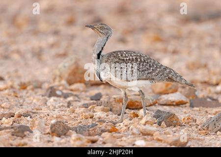 Afrikanische Houbara, Llanos de Tindaya, Furteventura, Canarias, Spanien, Dezember 2021 Stockfoto