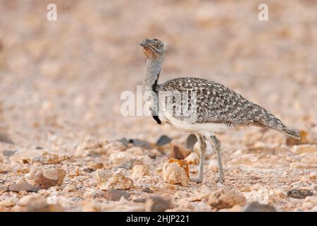 Afrikanische Houbara, Llanos de Tindaya, Furteventura, Canarias, Spanien, Dezember 2021 Stockfoto