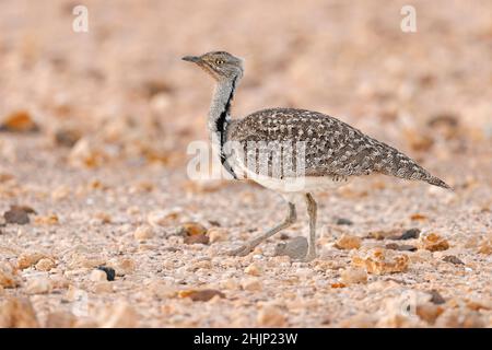 Afrikanische Houbara, Llanos de Tindaya, Furteventura, Canarias, Spanien, Dezember 2021 Stockfoto