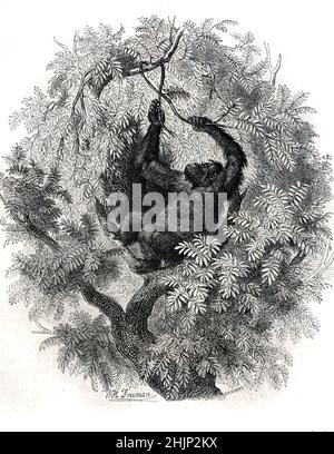 Orang-Utan Gebäude ein Nest, Bett, Schlafkante oder Plattform im Regenwald Canopy Borneo oder Sumatra. 1865 Illustration oder Gravur Stockfoto