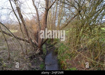 Der Kyd Brook im Winter. Petts Wood, Hawkwood Estate, Tong Farm. Dieser Strom steigt am Locksbottom an und wird zum Quaggy River, einem Themse-Nebenfluss Stockfoto