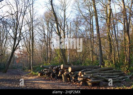 Hawkwood Estate, Petts Wood, ein Stapel von Baumstämmen im Winter in einem von National Trust verwalteten Wald. Spätnachmittagssonne im Januar. Stockfoto