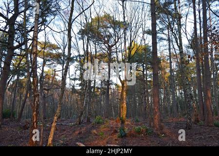 Scots Pines in Hosey Common, bei Westerham, Kent am Winternachmittag auf einem beliebten Wanderweg nach Toys Hill, Mariners Hill, Chartwell und IDE Hill. Stockfoto