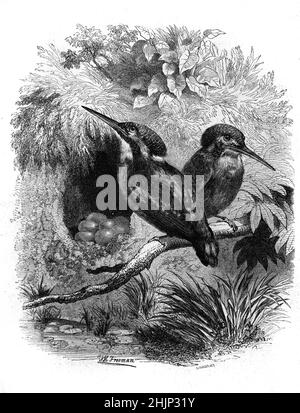 Ein Paar gewöhnlicher Eisvögel, Alcedo atthis, auch Eurasische oder Flusseifer genannt, die auf einem Zweig neben einer Eierkupplung in ihrem Nest thronen. Vintage Illustration oder Gravur 1865
