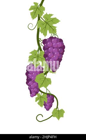 Weinrebe mit Laub und Trauben von roten Trauben. Weinbau und Landwirtschaft. Kletteräste mit Beeren auf einem dichten Busch. Junger Weinberg. Süßer Herbst Stock Vektor