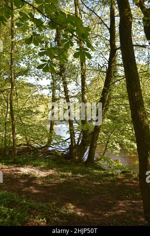 Ein Blick auf einen Fluss, der im Frühling durch die Waldbäume fließt. Stockfoto