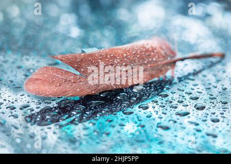 Braune Vogelfeder auf türkisfarbenem Hintergrund mit Wassertropfen. Geringe Schärfentiefe mit Bokeh Stockfoto