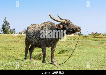 Ein mit getrocknetem Schlamm bedeckter Wasserbüffel wird auf einem Feld in Hoi an, Quang Nam, Vietnam, gebunden. Stockfoto