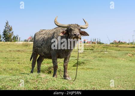 Ein mit getrocknetem Schlamm bedeckter Wasserbüffel wird auf einem Feld in Hoi an, Quang Nam, Vietnam, gebunden. Stockfoto