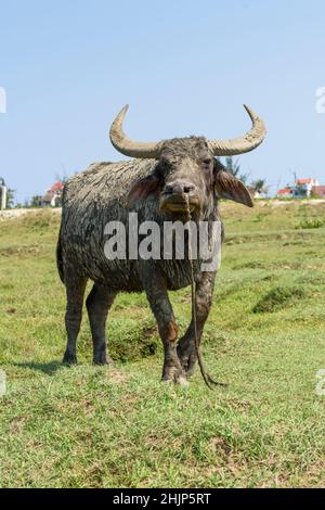 Ein mit getrocknetem Schlamm bedeckter Wasserbüffel wird auf einem Feld in Hoi an, Quang Nam, Vietnam, gebunden. Stockfoto