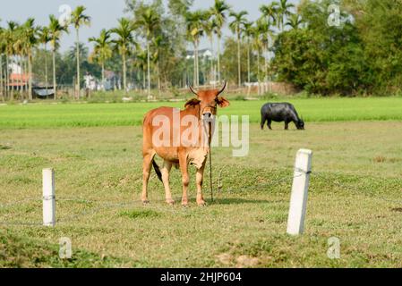 Eine vietnamesische Kuh, die auf einem Weidefeld in Hoi an, Provinz Quang Nam, Zentralvietnam, Südostasien, gebunden war Stockfoto
