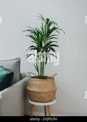 Kentia oder Howea. Home Pflanze Palme howea forsteriana Baum in Seegras Korbkorb in skandinavischen Raum Interieur. Pandemische Hobbys und urbane Gartenarbeit. Ästhetisches Bild von grüner Palme im Wohnzimmer Stockfoto