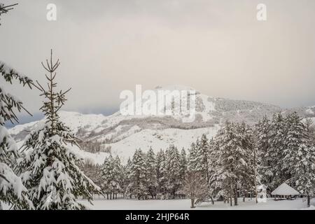 Herrliche Landschaft im Winter. Fantastischer frostiger Morgen im Wald. Schneebedeckte Pinien unter Sonnenlicht. Fantastisches Berghochland. Fantastischer Winter Stockfoto
