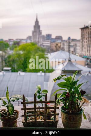 Blick von Moskau Flachfenster. Startseite Blumen stalinistischen Hochhaus Gebäude. (Unscharf). Sowjetischer 'Wolkenkratzer' auf dem Gartenring, verschwommen. Stockfoto