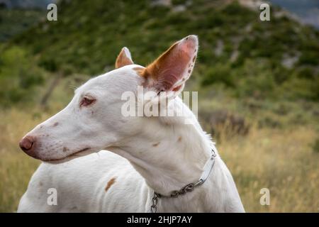 Podenco Ibicenco - White Ibizan Warren Hound, alte und reine Rasse. Porträt, Detail von langer Schnauze und Ohren Stockfoto