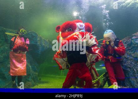 Chiang Mai, Thailand. 31st Januar 2022. Taucher führen den Unterwasserlöwentanz im Chiang Mai Zoo Aquarium während der Neujahrsfeier durch.nach Abschluss des Unterwasser-Löwentanzes für das Mondneujahr. Der Löwentanz ist eine verheißungsvolle Show, ein Symbol für Glück und Glück im Chiang Mai Zoo Aquarium in Chiang Mai, Thailand. Kredit: SOPA Images Limited/Alamy Live Nachrichten Stockfoto