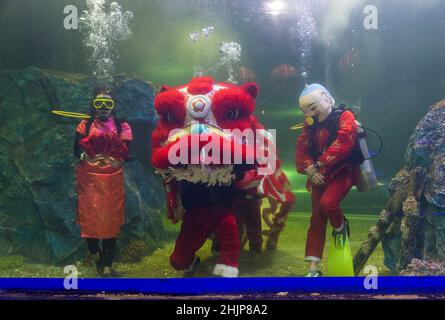 Chiang Mai, Thailand. 31st Januar 2022. Taucher führen den Unterwasserlöwentanz im Chiang Mai Zoo Aquarium während der Neujahrsfeier durch.nach Abschluss des Unterwasser-Löwentanzes für das Mondneujahr. Der Löwentanz ist eine verheißungsvolle Show, ein Symbol für Glück und Glück im Chiang Mai Zoo Aquarium in Chiang Mai, Thailand. Kredit: SOPA Images Limited/Alamy Live Nachrichten Stockfoto
