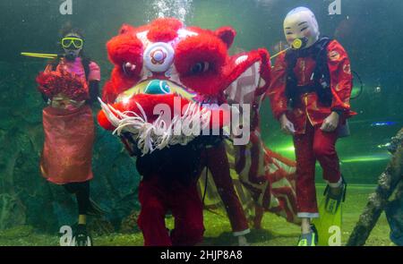 Chiang Mai, Thailand. 31st Januar 2022. Taucher führen den Unterwasserlöwentanz im Chiang Mai Zoo Aquarium während der Neujahrsfeier durch.nach Abschluss des Unterwasser-Löwentanzes für das Mondneujahr. Der Löwentanz ist eine verheißungsvolle Show, ein Symbol für Glück und Glück im Chiang Mai Zoo Aquarium in Chiang Mai, Thailand. Kredit: SOPA Images Limited/Alamy Live Nachrichten Stockfoto