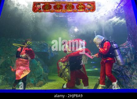 Chiang Mai, Thailand. 31st Januar 2022. Taucher führen den Unterwasserlöwentanz im Chiang Mai Zoo Aquarium während der Neujahrsfeier durch.nach Abschluss des Unterwasser-Löwentanzes für das Mondneujahr. Der Löwentanz ist eine verheißungsvolle Show, ein Symbol für Glück und Glück im Chiang Mai Zoo Aquarium in Chiang Mai, Thailand. Kredit: SOPA Images Limited/Alamy Live Nachrichten Stockfoto