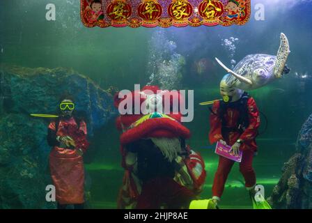 Chiang Mai, Thailand. 31st Januar 2022. Taucher führen den Unterwasserlöwentanz im Chiang Mai Zoo Aquarium während der Neujahrsfeier durch.nach Abschluss des Unterwasser-Löwentanzes für das Mondneujahr. Der Löwentanz ist eine verheißungsvolle Show, ein Symbol für Glück und Glück im Chiang Mai Zoo Aquarium in Chiang Mai, Thailand. Kredit: SOPA Images Limited/Alamy Live Nachrichten Stockfoto