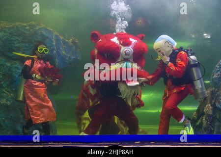 Chiang Mai, Thailand. 31st Januar 2022. Taucher führen den Unterwasserlöwentanz im Chiang Mai Zoo Aquarium während der Neujahrsfeier durch.nach Abschluss des Unterwasser-Löwentanzes für das Mondneujahr. Der Löwentanz ist eine verheißungsvolle Show, ein Symbol für Glück und Glück im Chiang Mai Zoo Aquarium in Chiang Mai, Thailand. Kredit: SOPA Images Limited/Alamy Live Nachrichten Stockfoto
