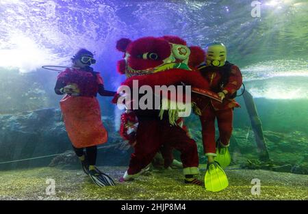 Chiang Mai, Thailand. 31st Januar 2022. Taucher führen den Unterwasserlöwentanz im Chiang Mai Zoo Aquarium während der Neujahrsfeier durch.nach Abschluss des Unterwasser-Löwentanzes für das Mondneujahr. Der Löwentanz ist eine verheißungsvolle Show, ein Symbol für Glück und Glück im Chiang Mai Zoo Aquarium in Chiang Mai, Thailand. (Foto von Pongmanat Tasiri/SOPA Images/Sipa USA) Quelle: SIPA USA/Alamy Live News Stockfoto