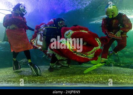 Chiang Mai, Thailand. 31st Januar 2022. Taucher bereiten sich darauf vor, den Unterwasserlöwentanz im Chiang Mai Zoo Aquarium während der Feierlichkeiten zum Mondneujahr durchzuführen.nach Abschluss des Unterwasser-Löwentanzes zum Mondneujahr. Der Löwentanz ist eine verheißungsvolle Show, ein Symbol für Glück und Glück im Chiang Mai Zoo Aquarium in Chiang Mai, Thailand. (Foto von Pongmanat Tasiri/SOPA Images/Sipa USA) Quelle: SIPA USA/Alamy Live News Stockfoto