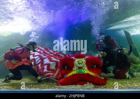 Chiang Mai, Thailand. 31st Januar 2022. Taucher bereiten sich darauf vor, den Unterwasserlöwentanz im Chiang Mai Zoo Aquarium während der Feierlichkeiten zum Mondneujahr durchzuführen.nach Abschluss des Unterwasser-Löwentanzes zum Mondneujahr. Der Löwentanz ist eine verheißungsvolle Show, ein Symbol für Glück und Glück im Chiang Mai Zoo Aquarium in Chiang Mai, Thailand. (Foto von Pongmanat Tasiri/SOPA Images/Sipa USA) Quelle: SIPA USA/Alamy Live News Stockfoto