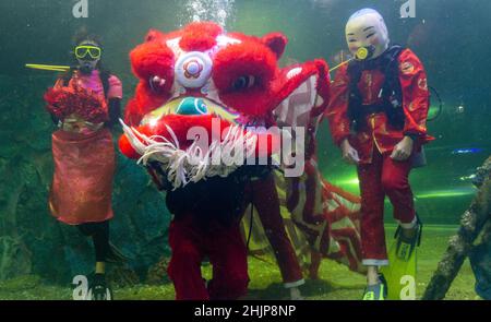 Chiang Mai, Thailand. 31st Januar 2022. Taucher führen den Unterwasserlöwentanz im Chiang Mai Zoo Aquarium während der Neujahrsfeier durch.nach Abschluss des Unterwasser-Löwentanzes für das Mondneujahr. Der Löwentanz ist eine verheißungsvolle Show, ein Symbol für Glück und Glück im Chiang Mai Zoo Aquarium in Chiang Mai, Thailand. (Foto von Pongmanat Tasiri/SOPA Images/Sipa USA) Quelle: SIPA USA/Alamy Live News Stockfoto