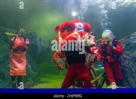 Chiang Mai, Thailand. 31st Januar 2022. Taucher führen den Unterwasserlöwentanz im Chiang Mai Zoo Aquarium während der Neujahrsfeier durch.nach Abschluss des Unterwasser-Löwentanzes für das Mondneujahr. Der Löwentanz ist eine verheißungsvolle Show, ein Symbol für Glück und Glück im Chiang Mai Zoo Aquarium in Chiang Mai, Thailand. (Foto von Pongmanat Tasiri/SOPA Images/Sipa USA) Quelle: SIPA USA/Alamy Live News Stockfoto