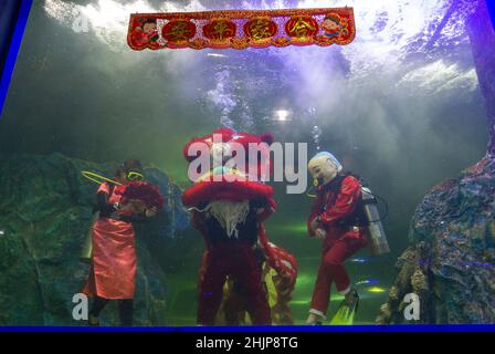 Chiang Mai, Thailand. 31st Januar 2022. Taucher führen den Unterwasserlöwentanz im Chiang Mai Zoo Aquarium während der Neujahrsfeier durch.nach Abschluss des Unterwasser-Löwentanzes für das Mondneujahr. Der Löwentanz ist eine verheißungsvolle Show, ein Symbol für Glück und Glück im Chiang Mai Zoo Aquarium in Chiang Mai, Thailand. (Foto von Pongmanat Tasiri/SOPA Images/Sipa USA) Quelle: SIPA USA/Alamy Live News Stockfoto