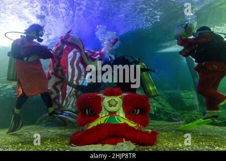 Chiang Mai, Thailand. 31st Januar 2022. Taucher bereiten sich darauf vor, den Unterwasserlöwentanz im Chiang Mai Zoo Aquarium während der Feierlichkeiten zum Mondneujahr durchzuführen.nach Abschluss des Unterwasser-Löwentanzes zum Mondneujahr. Der Löwentanz ist eine verheißungsvolle Show, ein Symbol für Glück und Glück im Chiang Mai Zoo Aquarium in Chiang Mai, Thailand. (Foto von Pongmanat Tasiri/SOPA Images/Sipa USA) Quelle: SIPA USA/Alamy Live News Stockfoto