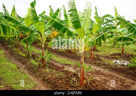 Bananenpflanze und Bananensprossen im Garten anbauen. Stockfoto