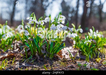 Erste Frühlingsschneeglöckchen blühen im Garten. Frühlingsszene Stockfoto