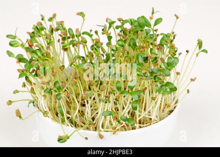 Bockshornklee-Microgreens in weißer Schale, Vorderansicht über Weiß. Bereit, junge Blätter, Triebe, Sprossen und Cotyledons von Trigonella foenum-graecum zu essen.