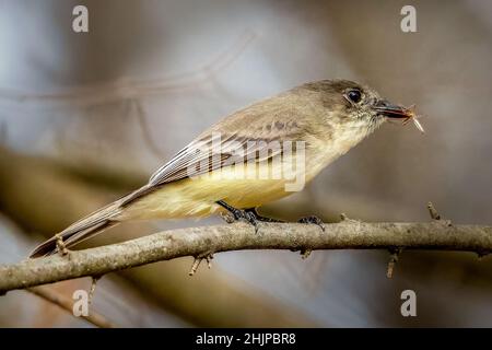 Ich fotografierte diese Eastern Phoebe mit einem Snack während der Reise durch den Osten von Texas auf der jährlichen RV Reise durch den Süden. Stockfoto