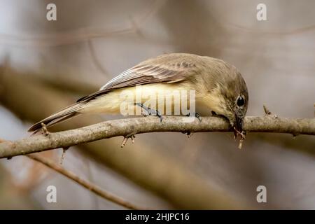 Ich fotografierte diese Eastern Phoebe mit einem Snack während der Reise durch den Osten von Texas auf der jährlichen RV Reise durch den Süden. Stockfoto