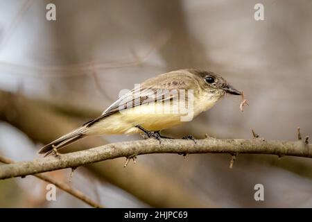 Ich fotografierte diese Eastern Phoebe mit einem Snack während der Reise durch den Osten von Texas auf der jährlichen RV Reise durch den Süden. Stockfoto