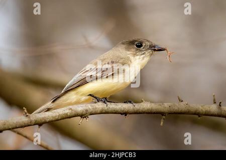 Ich fotografierte diese Eastern Phoebe mit einem Snack während der Reise durch den Osten von Texas auf der jährlichen RV Reise durch den Süden. Stockfoto