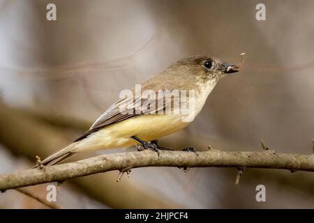 Ich fotografierte diese Eastern Phoebe mit einem Snack während der Reise durch den Osten von Texas auf der jährlichen RV Reise durch den Süden. Stockfoto