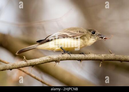 Ich fotografierte diese Eastern Phoebe mit einem Snack während der Reise durch den Osten von Texas auf der jährlichen RV Reise durch den Süden. Stockfoto