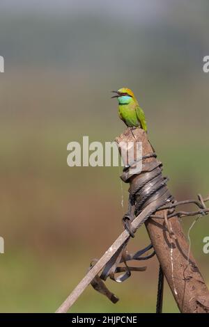 Asian Green Bee Esser Vogel auf einem Holzbalken in Lebensraum thront Stockfoto